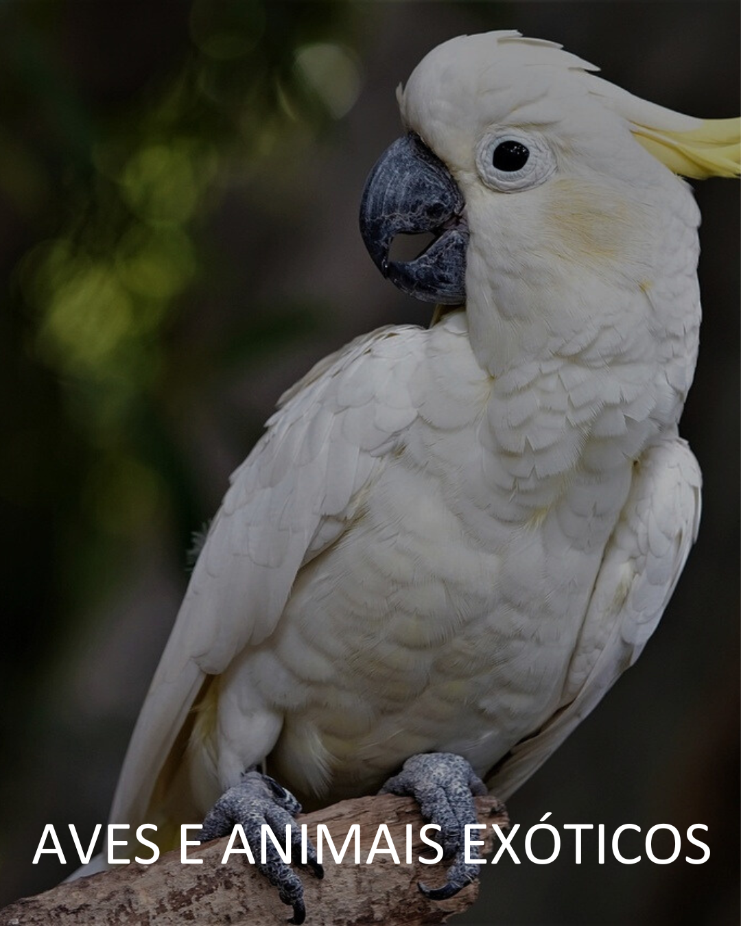 Aves e Animais Exóticos